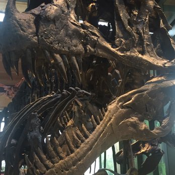 Witte Museum - Big teeth! - Museums Near Me - San Antonio, Texas