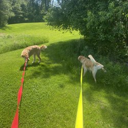 Thomas Heritage Park - Harvey peeing and Charley wondering why it's taking so long
