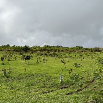 Lavaloha - Cacao trees in the field - Chocolatiers & Shops Near Me - Hilo, Hawaii
