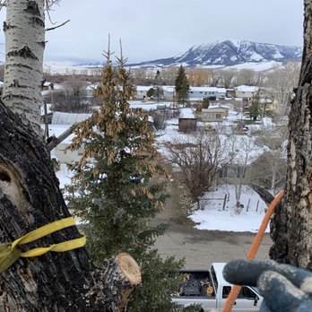 1. Medicine Bow Tree
