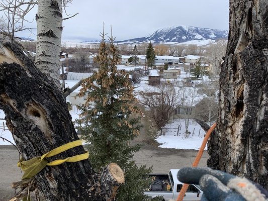Medicine Bow Tree on Yelp