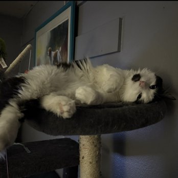 BoosterPet - My son - Veterinarians Near Me - Federal Way, Washington BoosterPet - My son - Veterinarians Near Me - Federal Way, Washington