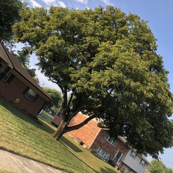 River Rock Tree Service - Tree up off of my roof and evened on bottom. - Tree Services Near Me - Miamisburg, Ohio River Rock Tree Service - Tree up off of my roof and evened on bottom. - Tree Services Near Me - Miamisburg, Ohio