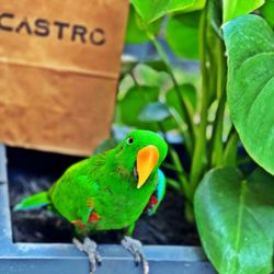 Lacastro Store - My Eclectus parrot loved the store, and friendly staff!
