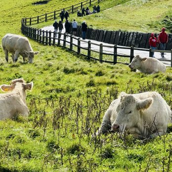 Cliffs of Moher - Walking trail to viewpoint 9/2025 - Local Flavor Near Me - Liscannor, CE Cliffs of Moher - Walking trail to viewpoint 9/2025 - Local Flavor Near Me - Liscannor, CE