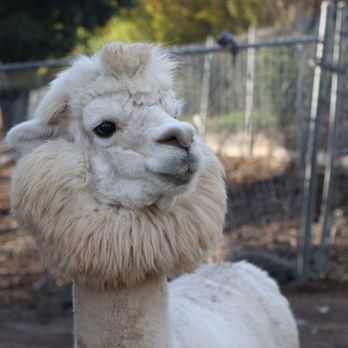 Canzelle Alpacas - Farms Near Me - Carpinteria, California Canzelle Alpacas - Farms Near Me - Carpinteria, California