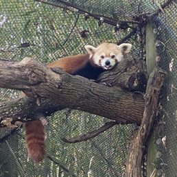 Red pandas Red pandas