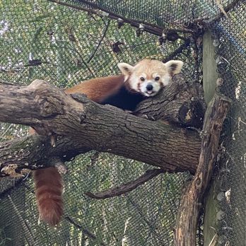 Zoo Knoxville - Red pandas - Zoos Near Me - Knoxville, Tennessee Zoo Knoxville - Red pandas - Zoos Near Me - Knoxville, Tennessee