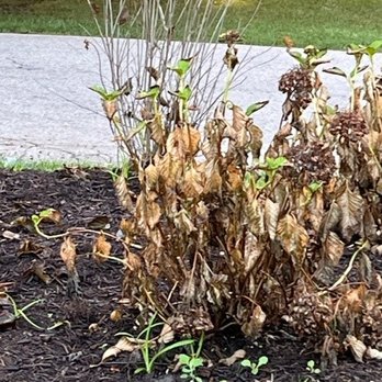 Ringers Landscape Services - Dead hydrangeas after 1 week - Landscaping Near Me - Crystal Lake, Illinois