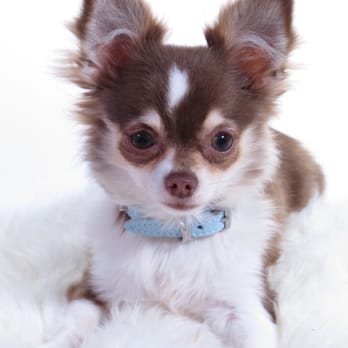 Bonbon Chihuahuas - chocolate chihuahua puppy - Pet Training Near Me Bonbon Chihuahuas - chocolate chihuahua puppy - Pet Training Near Me
