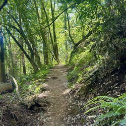 Roys Redwoods Preserve