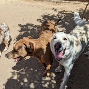 All Dogs Rule - My big guy's smile on the right says it all! - Pet Training Near Me - Fillmore, California All Dogs Rule - My big guy's smile on the right says it all! - Pet Training Near Me - Fillmore, California