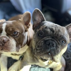 Paradise Pet Care - Stella Rosa & Pilsner excited to see Julie on the way to Vegas!