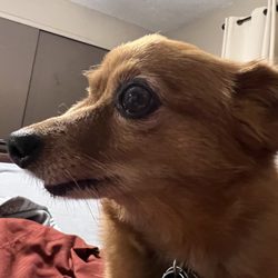 About Your Dog