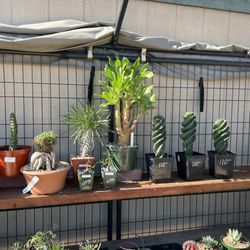 Green Thumb Nursery - There are some very interesting plants in here.