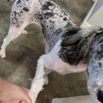 PetSmart - What is this? Oh a professional groom by Petsense West Monroe? - Pet Training Near Me - Monroe, Louisiana PetSmart - What is this? Oh a professional groom by Petsense West Monroe? - Pet Training Near Me - Monroe, Louisiana