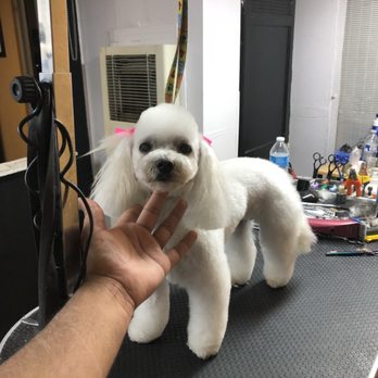 A Royal Pet Grooming - After haircut on Mona - Pet Groomers Near Me - Palmdale, California A Royal Pet Grooming - After haircut on Mona - Pet Groomers Near Me - Palmdale, California