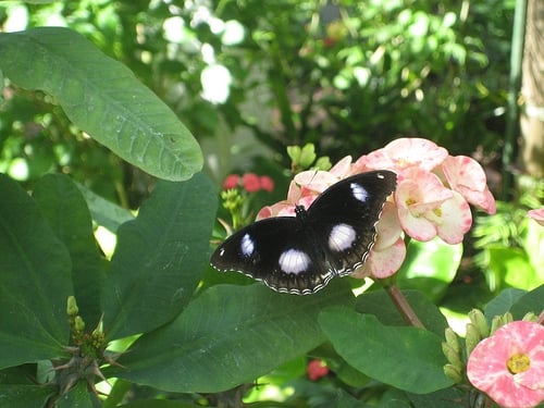 The Key West Butterfly and Nature Conservatory by null