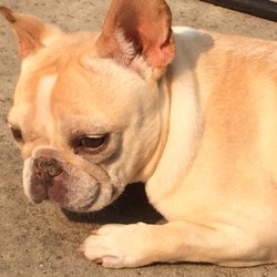 Sweet Pea Antiques - Pups are always welcome!