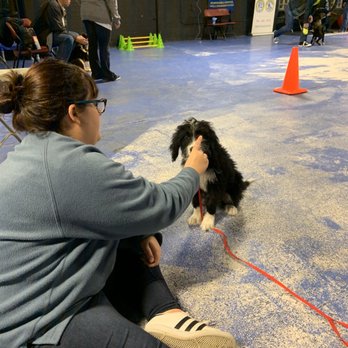 Michigan Dog Training - Pet Training Near Me - Plymouth, Michigan Michigan Dog Training - Pet Training Near Me - Plymouth, Michigan