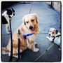 Mile High Pups