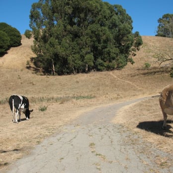 Wildcat Canyon Regional Park - Cows grazing along Belgum Trail, just above Wildcat Creek Trail; watch out for cowpies! - Parks Near Me - Richmond, California Wildcat Canyon Regional Park - Cows grazing along Belgum Trail, just above Wildcat Creek Trail; watch out for cowpies! - Parks Near Me - Richmond, California