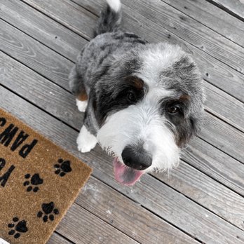 Quick Grooming Pet Salon - A handsome boy! - Pet Groomers Near Me Quick Grooming Pet Salon - A handsome boy! - Pet Groomers Near Me