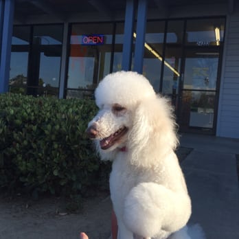 Q d Doggie - My fluffy puppy after Q D spaw day! - Pet Groomers Near Me - Lake Forest, California Q d Doggie - My fluffy puppy after Q D spaw day! - Pet Groomers Near Me - Lake Forest, California