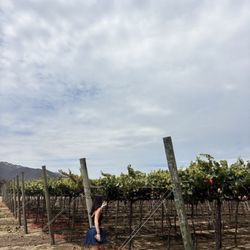 Behind The Scenes Wine Tours
