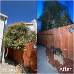 Louis Tree Service - Trimming