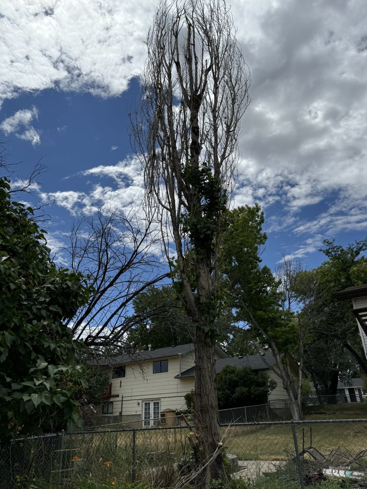 Premier Landscape and Tree Service - tree service in Billings, MT