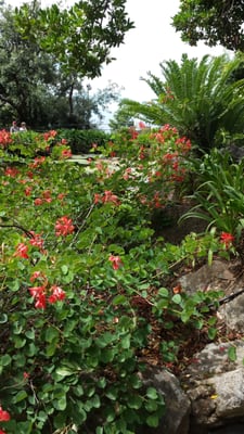 Giardini la Mortella by null