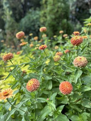 Lake Harriet Bandshell Park by null
