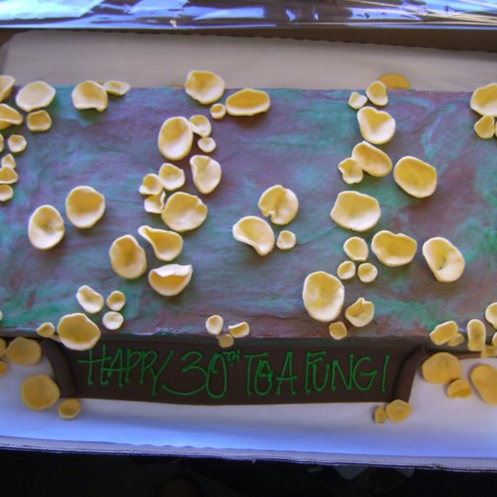 Morfey's Cake - Fungi cake - Bakeries Near Me - Seattle, Washington
