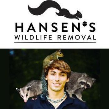 Hansen's Wildlife Removal - Wildlife Control Near Me Hansen's Wildlife Removal - Wildlife Control Near Me