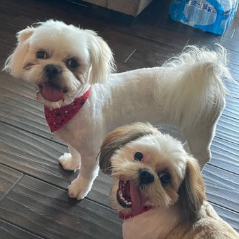 Bubble Doggie - My fur bbys with their fresh cut - Pet Groomers Near Me - La Mirada, California