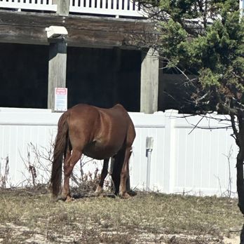 Wild Horse Adventure Tours - Tours Near Me - Corolla, North Carolina