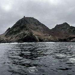 Oceanic Society Whale Watching - Pinnipeds galore!