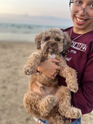 PAWS Chicago by null