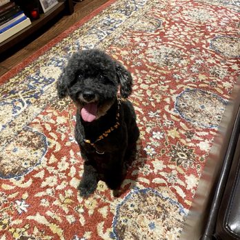 Poochie's Pampered Pet Services - Pet Groomers Near Me - Farmers Branch, Texas Poochie's Pampered Pet Services - Pet Groomers Near Me - Farmers Branch, Texas
