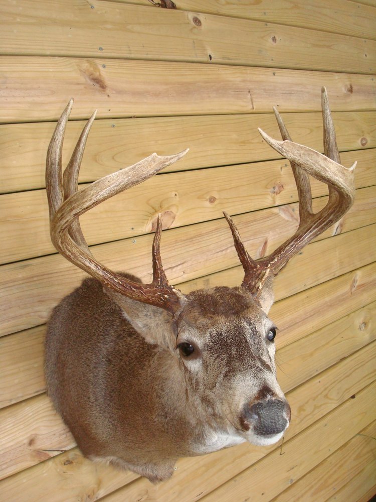 GAMEHEAD TAXIDERMY Request Information Mount Pleasant, Michigan