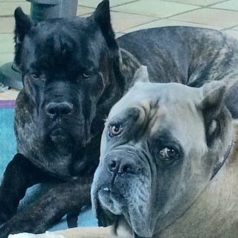 Montecito Pet Hospital - Santa Barbara - Daniel and King Solomon Breed: Cane Corso - Veterinarians Near Me - Santa Barbara, California Montecito Pet Hospital - Santa Barbara - Daniel and King Solomon Breed: Cane Corso - Veterinarians Near Me - Santa Barbara, California