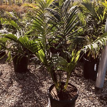 indoor plants online Oyster Live Plant – Rare Indoor Foliage Plant Online India (Healthy 4 –  Future Roots Agro Private Limited