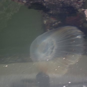 Pillar Point Harbor - There was a jelly fish floating under and around the boat launch ramp. - Rafting/Kayaking Near Me - Half Moon Bay, California Pillar Point Harbor - There was a jelly fish floating under and around the boat launch ramp. - Rafting/Kayaking Near Me - Half Moon Bay, California