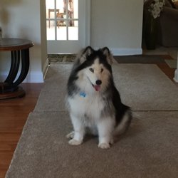 Lucky Dogs & Cool Cats Pet Sitting