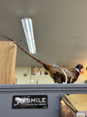 Red Owl Collective by null