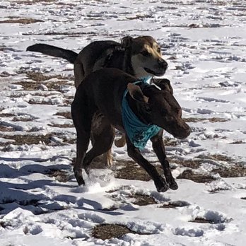 Paw Play Date - Dog Walkers Near Me