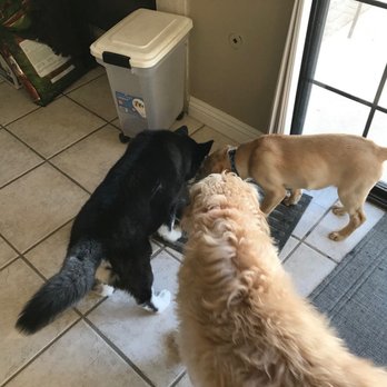 Raise The Ruff Pet Services - Jax with Susan's dogs, she always gives us photo updates - Pet Boarding Near Me Raise The Ruff Pet Services - Jax with Susan's dogs, she always gives us photo updates - Pet Boarding Near Me