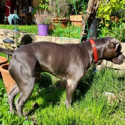 horizon pet supply winchester