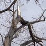 Photo of Herman's Tree & Hauling Service